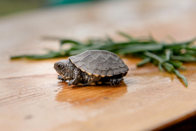 Tortuga en una tabla de madera en el fondo se encuentra hierba