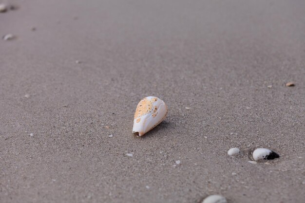 Foto tortuga tallada en un caracol de cono con letras conus litteratus en la arena de la playa