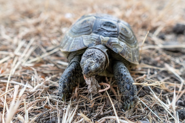 Tortuga terrestre caminando sobre pasto seco