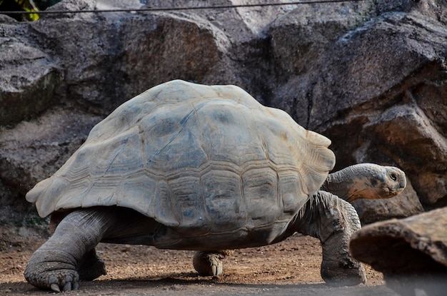 Tortuga terrestre gigante de Galápagos en el suelo