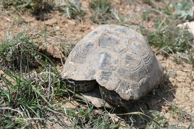 Tortuga de tierra vieja en el campo tortuga de primer plano