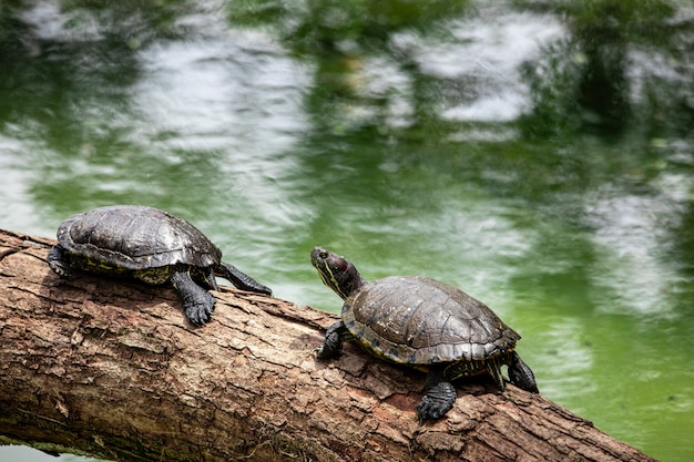 Tortuga tigre tomando el sol en el tronco de un árbol en el lago.