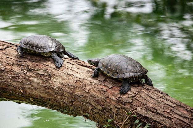 Tortuga tigre tomando el sol en el tronco de un árbol en el lago.