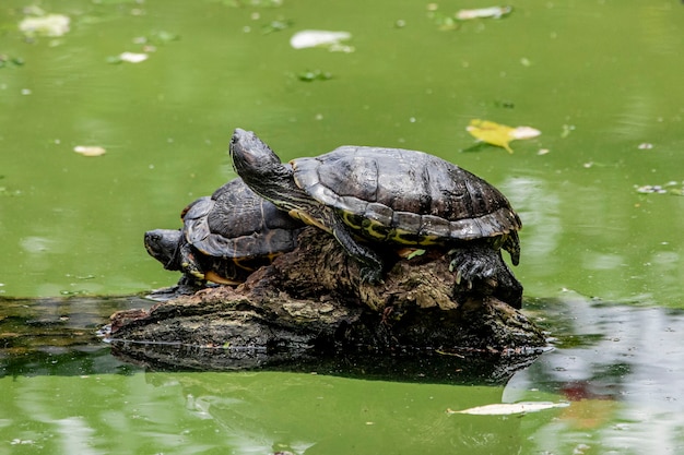 Tortuga tigre tomando el sol en el tronco de un árbol en el lago.