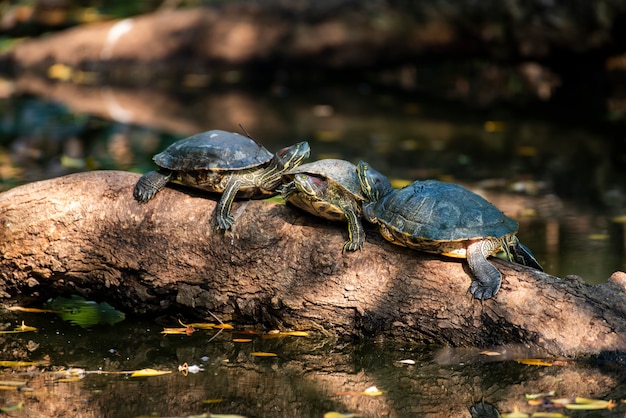 Tortuga toma el sol en la mañana