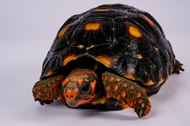 Tortuga La tortuga de patas rojas Chelonoidis carbonarius es una especie de tortuga del norte de Sudamérica