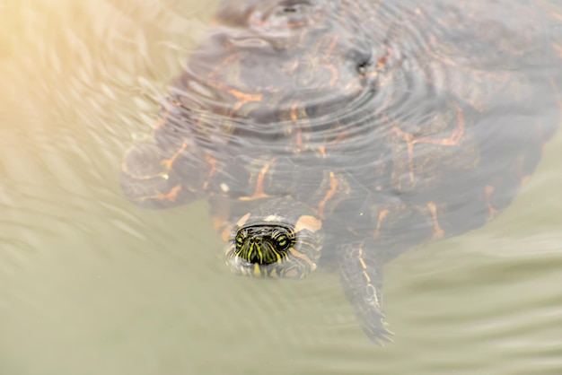 Tortuga Trachemys dorbigni nadando en un lago en Brasil