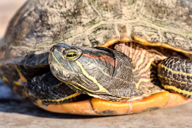 La tortuga Trachemys Scripta Elegans