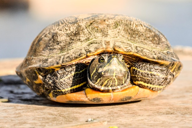 La tortuga Trachemys Scripta Elegans