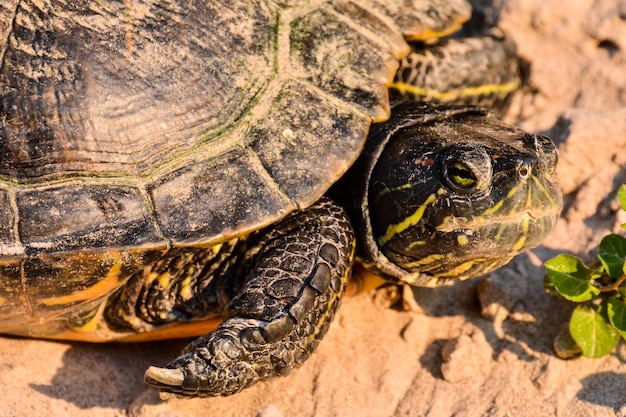 La tortuga Trachemys Scripta Elegans