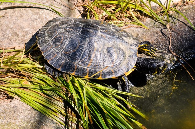 La tortuga Trachemys Scripta Elegans