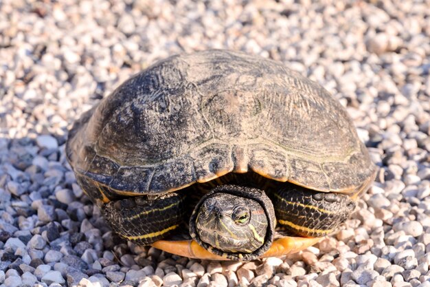 La tortuga Trachemys Scripta Elegans