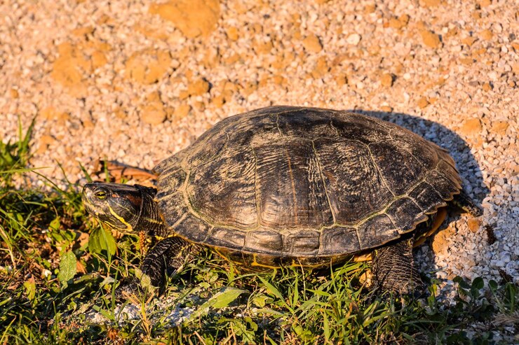 Foto la tortuga trachemys scripta elegans