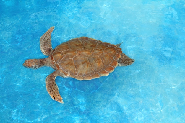 Tortuga verde Chelonia mydas Caribe