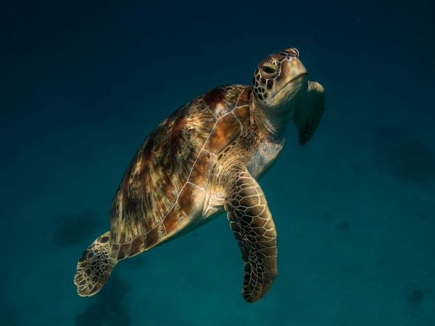 Tortuga verde en el mar