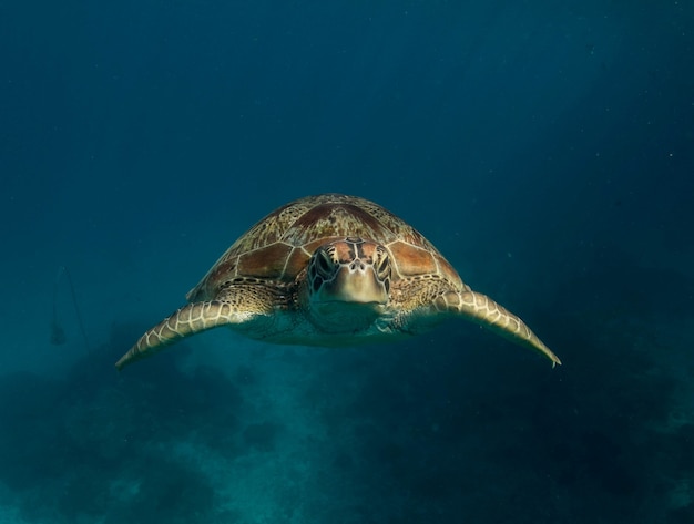 Tortuga verde en el mar