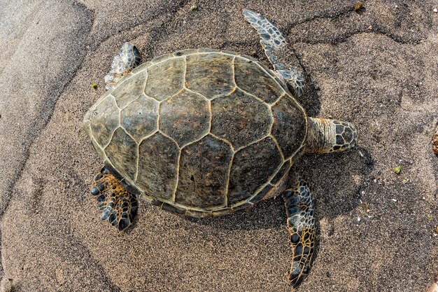 Foto tortuga verde mientras se relaja en la playa de arena