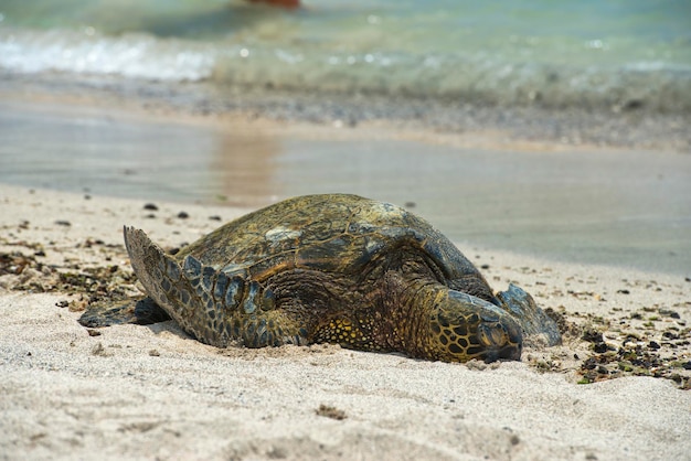 Tortuga verde en la playa de arena