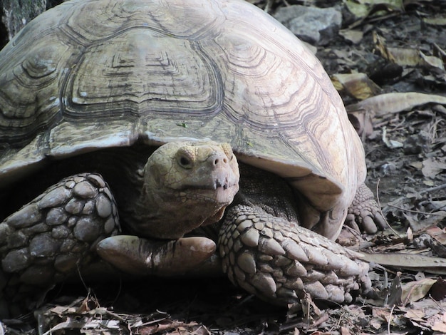 tortuga vieja