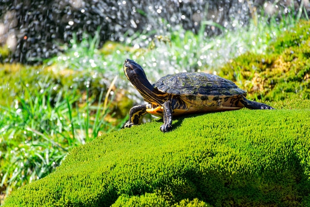 La tortuga yace sobre la hierba verde contra el fondo de salpicaduras de agua voladoras