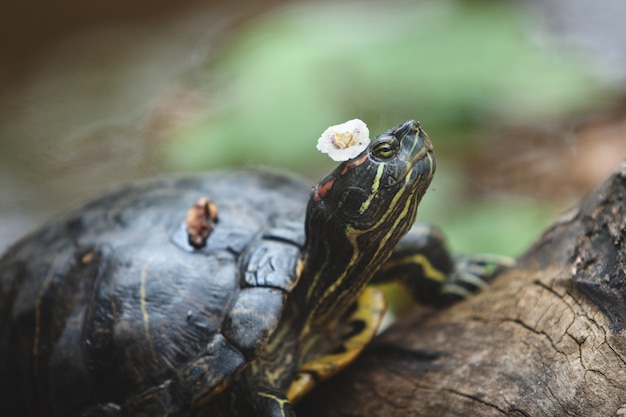 La tortuga yace sobre un tronco con una flor en la cabeza, descansando al aire libre.