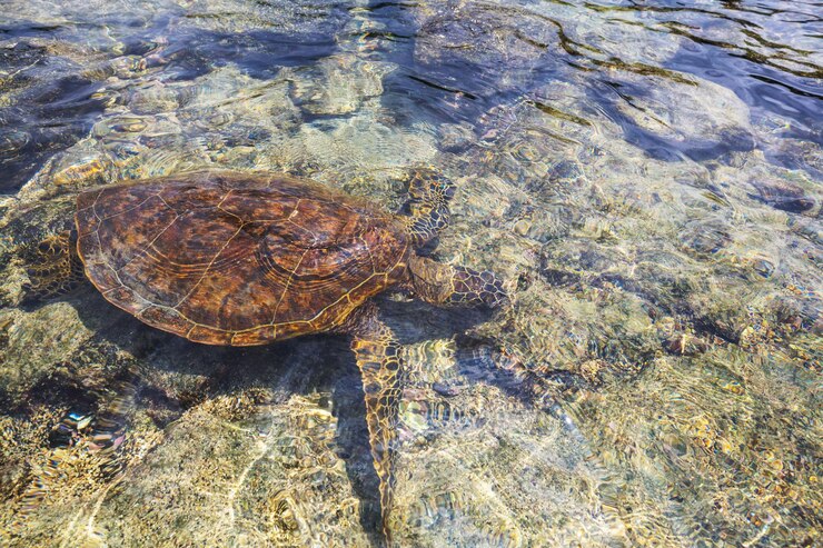 Foto tortuga