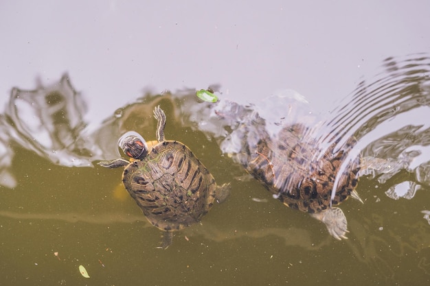 Tortugas acuáticas nadan en el estanque de hong kong