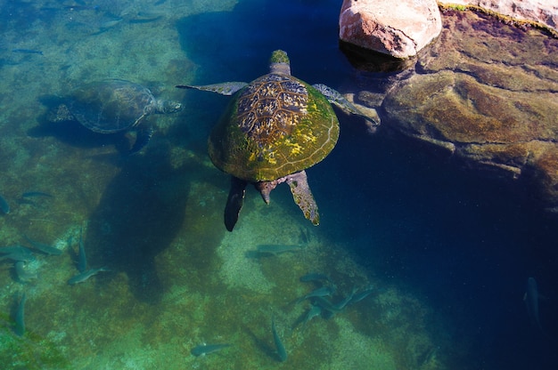 Foto tortugas en el agua del mar rojo.