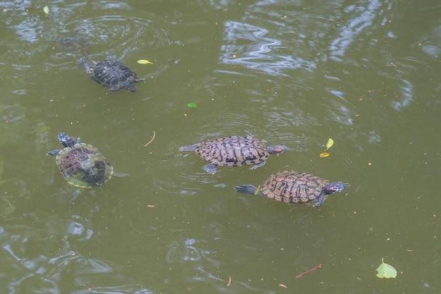 Las tortugas de agua nadan en el estanque de Hong Kong.
