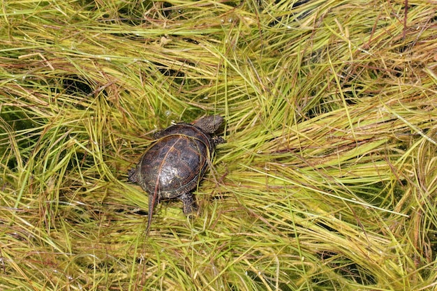 Tortugas de agua en la piscina