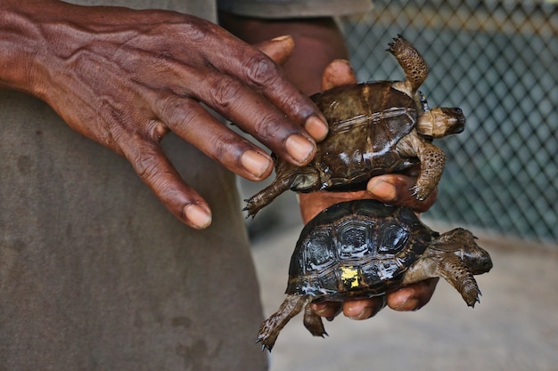 Tortugas bebé Aldabra en un criadero en la isla Curiouse, Seychelles