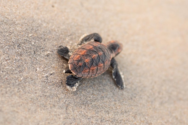 Las tortugas bebés en peligro de extinción en la cálida luz del sol de la tarde se liberan en una playa