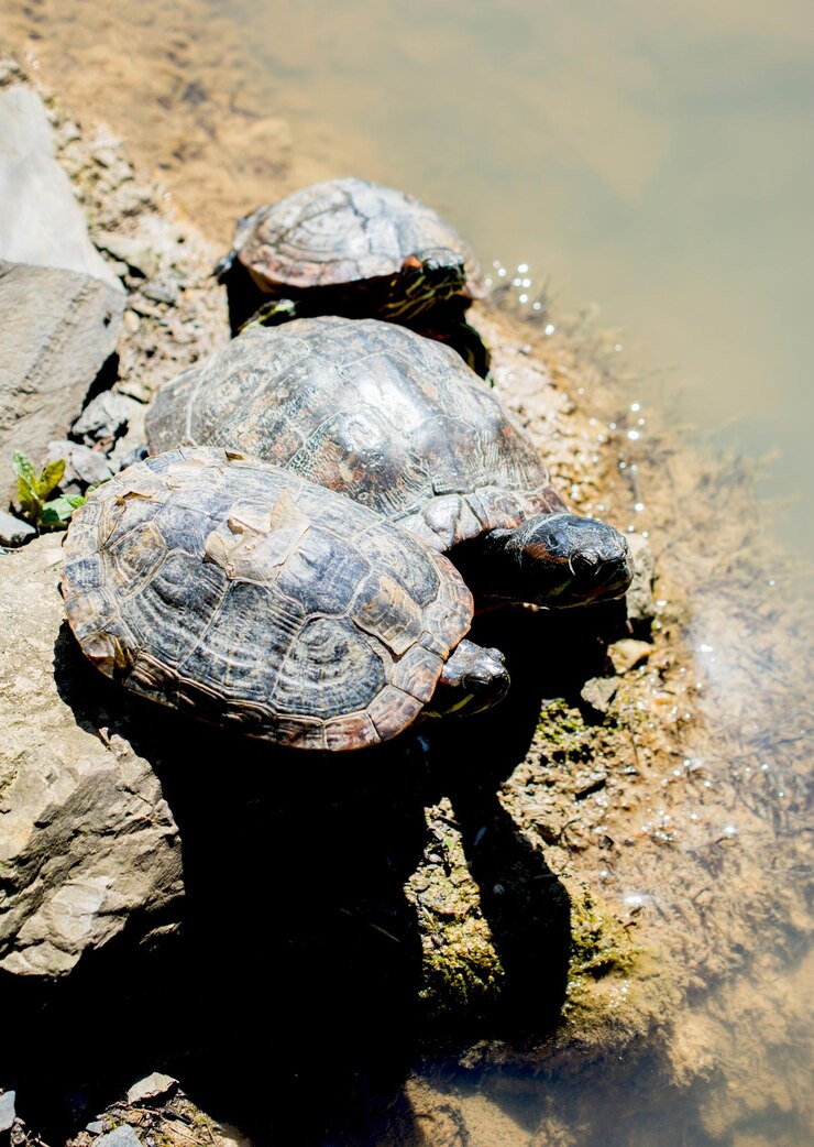 Foto tortugas encontradas al lado de un lago