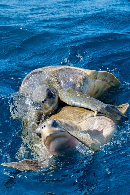 Foto tortugas golfinas o lepidochelys olivacea realizan ritual de apareamiento