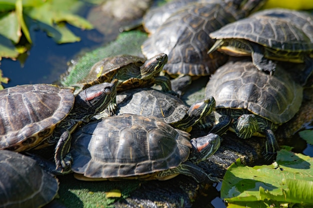 tortugas en el lago tomando el sol