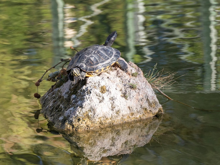 Foto tortugas lindas en un lago