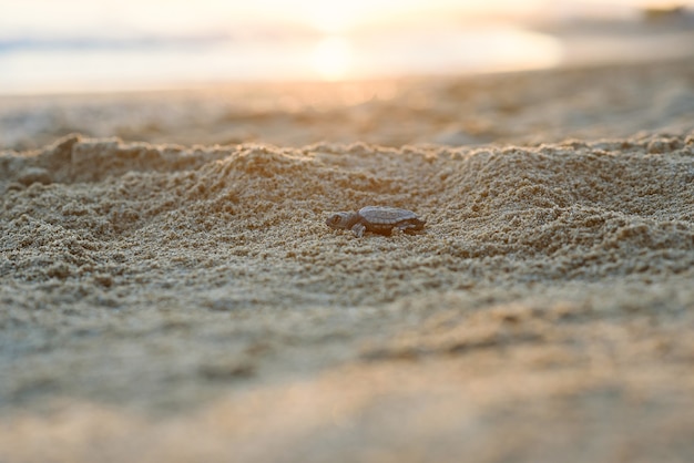 Las tortugas marinas eclosionadas se arrastran sobre la arena hasta el mar al amanecer hacia una nueva vida