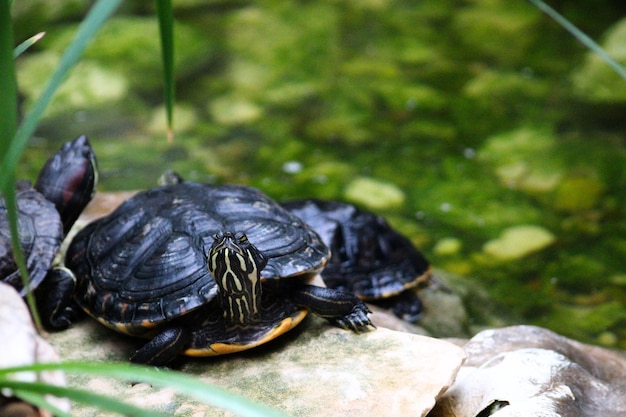 Tortugas marinas en las rocas del lago