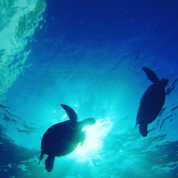 Las tortugas nadando en el mar