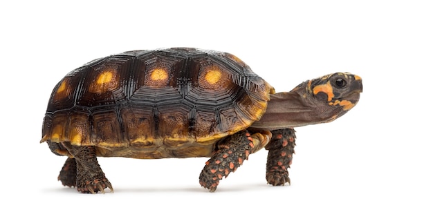 Tortugas de patas rojas (1,5 años), Chelonoidis carbonaria, frente a una superficie blanca