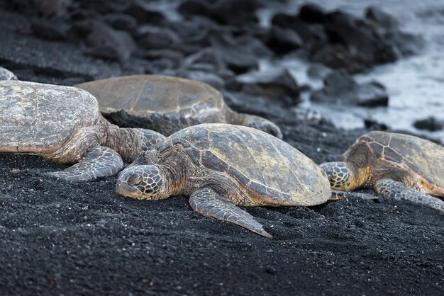 Foto tortugas relajándose en la arena negra de la playa