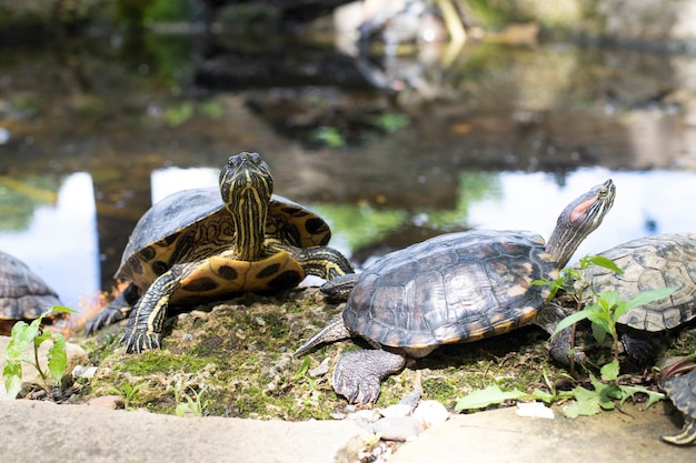 Tortugas de rostro completo y perfil descansando junto al lago. Animales. Fauna