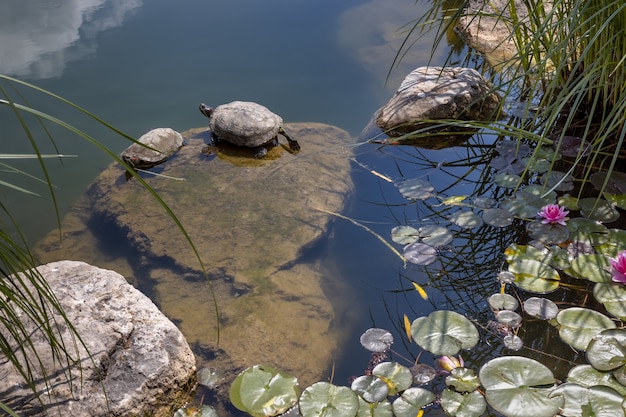 Las tortugas se sientan en un estanque con nenúfares en el Parque Aivazovsky Paradise Partenit Crimea