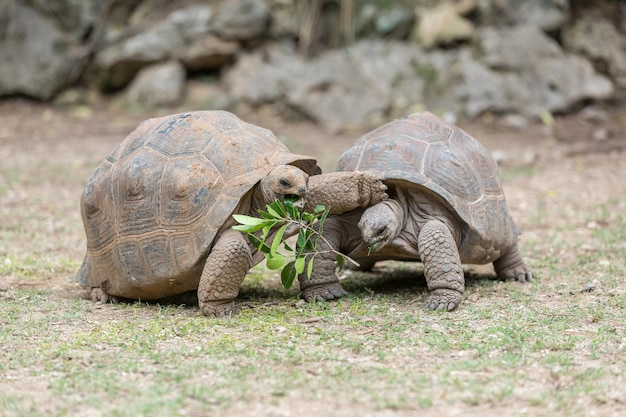 Tortugas en el suelo