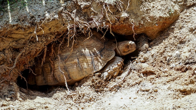 Foto las tortugas sulcata están incubando en el suelo.