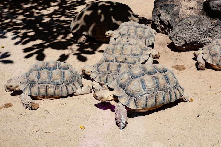 Foto tortugas terrestres en suelo arenoso