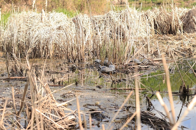 Las tortugas toman el sol entre las totoras del río Un grupo de tortugas en el lago en primavera