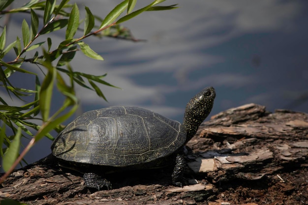 las tortugas toman el sol en un tronco bajo el primer sol cálido