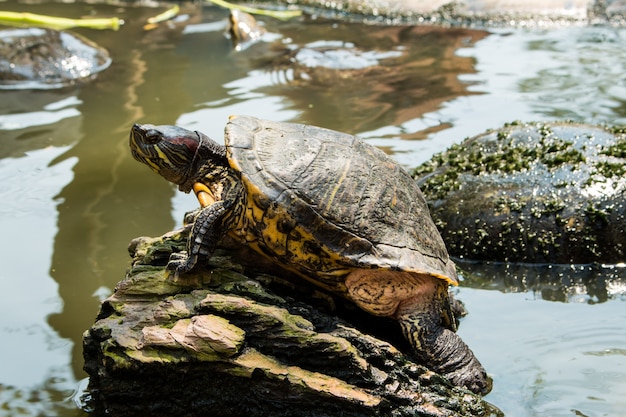 Foto tortugas tomando el sol en el estanque, tortugas de agua dulce