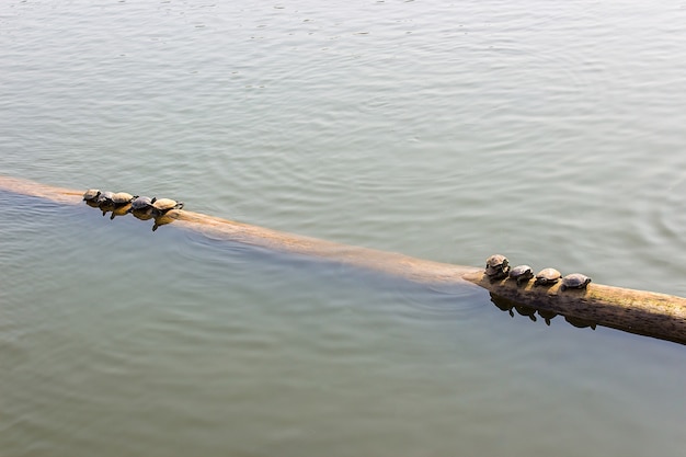 Las tortugas en los troncos en el agua.